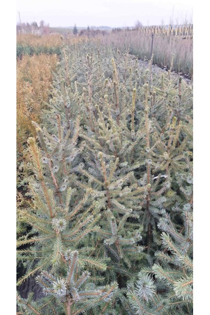 Ялина сербська Колоновидна - 5л/вис.70-90см/Ø20-40см